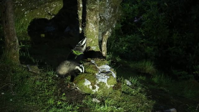 Two magnigicent Badgers (Meles meles) foraging for food in woodland in the Highlands of Scotland at night..