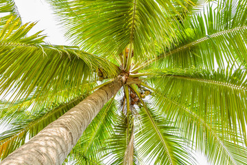 beautiful palm tree