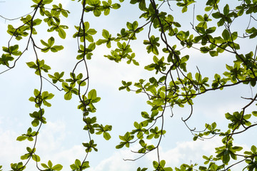 beautiful tree branch under the blue sky