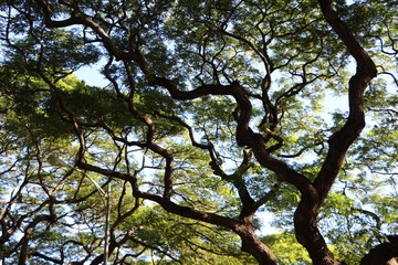 木（ハワイ・モアナルアガーデン）