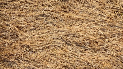 closeup straw at roof hut in the countryside
