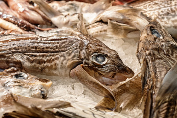 fresh Chimera fish (sea hare). Delicious cartilage fish.