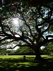 Obraz premium 木（ハワイ・モアナルアガーデン）