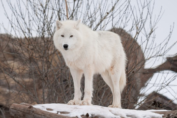 Obraz premium Wild alaskan tundra wolf is looking at the camera. Canis lupus arctos. Polar wolf or white wolf.