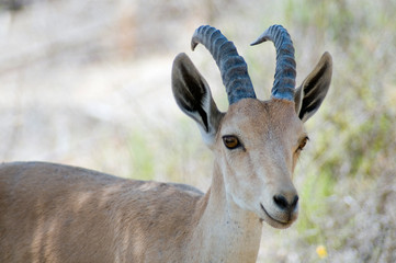 Nubian Ibex