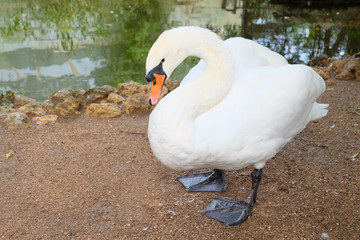 Swan in zoo © sateda