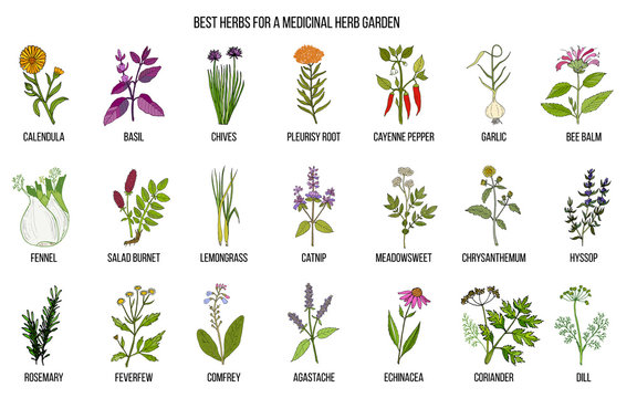 Best herbs to grow in your medicinal garden