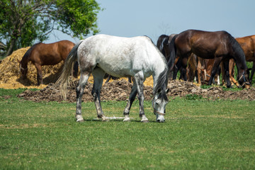 Naklejka na ściany i meble Big white horse with a small group of horses grazing in a small field with tree
