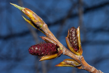 Young twig of blossoming poplar tree with male catkins. Populus canadensis.