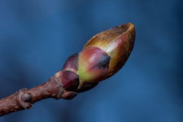 Fresh bud of blossoming canadian maple close up. Acer nigrum or black maple.