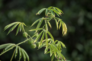 The tree cassava used a source of rubber also known as Manihot glaziovii.