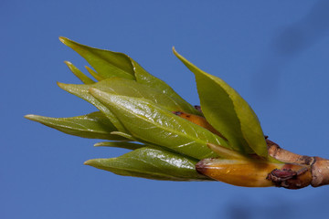 Fresh green leaves of blossoming poplar tree against the blue sky.