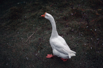 goose