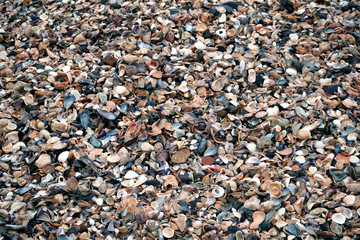 Small seashells background