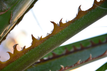 Palm branch fangs