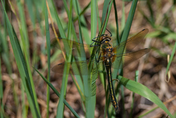 Dragonfly, Close Up two small dragonflies making love on green over green grass field
