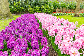 A field with multiple colors hyacinths in rows in the flower park keukenhof in Lisse, Netherlands