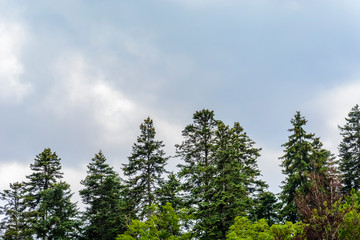 background with top of pine trees . spring theme , place for text