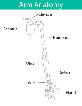 Vector illustration of human arm skeletal anatomy