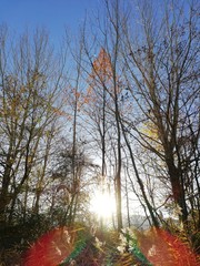 trees in the autumn and sunrise