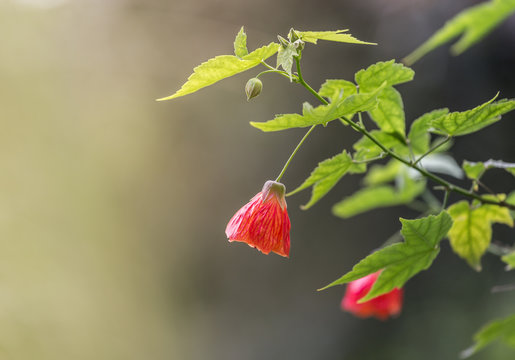 this beautiful flower commonly known as redvein abutilon, red vein Indian mallow, redvein flowering maple, Chinese-lantern or red vein Chinese lanterns.