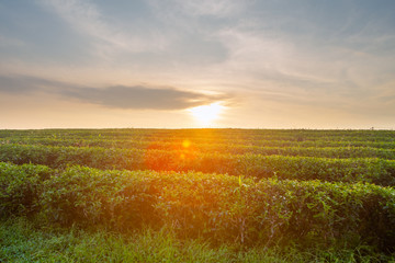 Obraz premium Piękny wschód słońca na plantacji herbaty Chui Fong, Chiang Rai, Tajlandia