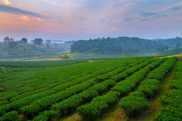 Fototapeta na wymiar A beautiful sunset at Chui Fong tea plantation, Chiang Rai, Thailand