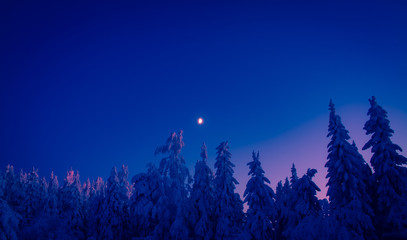 Heavy snow trees and night sky from Sotkamo, Finland.
