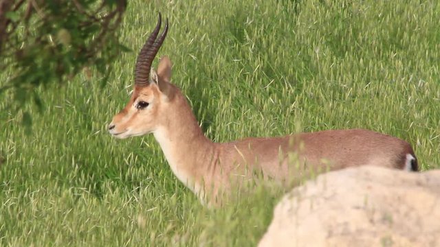 Israeli mountain gazelle stand still and looking at camera