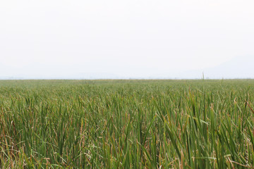 cloudy Sky and green nature grass backrounds in early of winter season, peaceful situation, travel destination, uptown wallpaper