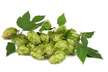 Hops isolated on white