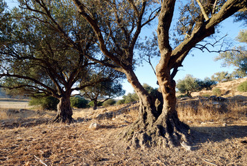 Israel, Lachish Olive tree