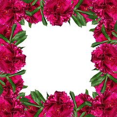 Beautiful floral background of burgundy peonies  