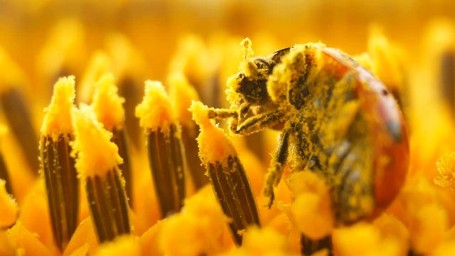 Red ladybug with pollen on yellow sunflower on sun
