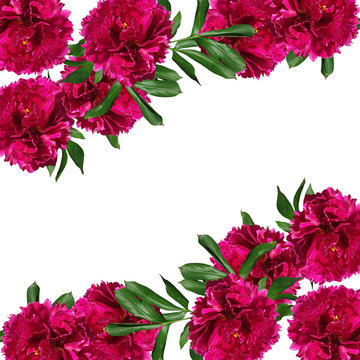 Beautiful floral background of burgundy peonies  