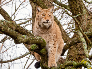 lynx high up in a tree