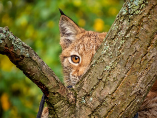 young lynx behind a tree