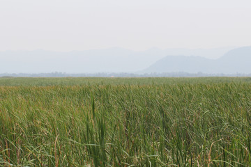 cloudy Sky and green nature grass backrounds in early of winter season, peaceful situation, travel destination, uptown wallpaper