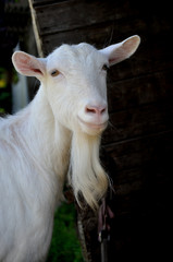White happy goat . Pet symbol of the year in the Chinese calendar cyclical
