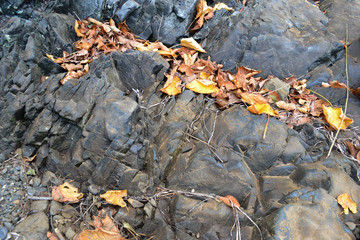 sea stones, rocks and autumn yellow leaves