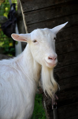 White happy goat . Pet symbol of the year in the Chinese calendar cyclical