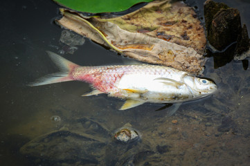 Dead fish floating surface in the dark water on river - water pollution