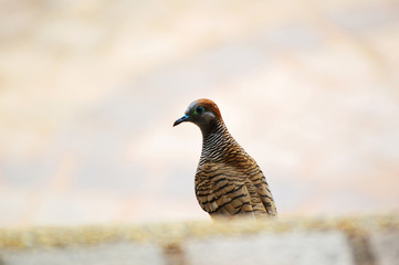 Zebra dove bird walking in the park / Bird of Geopelia striata in Columbridae family