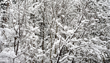 Tree branches covered with snow.