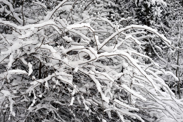 Tree branches covered with snow.
