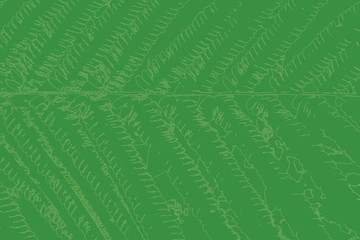 fern branch and leaf as natural green background vector