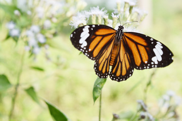 Fototapeta na wymiar Common Tiger (Danaus genutia) butterfly seeking nectar on Bitter bush or Siam weed blossom with natural green background, Orange with white and black color pattern on wing of Monarch butterfly 