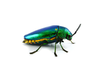 Jewel beetle isolated on white background green bug of Jewel beetle and Other names Metallic wood boring beetle