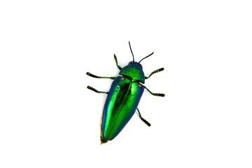 Jewel beetle isolated on white background green bug of Jewel beetle and Other names Metallic wood boring beetle