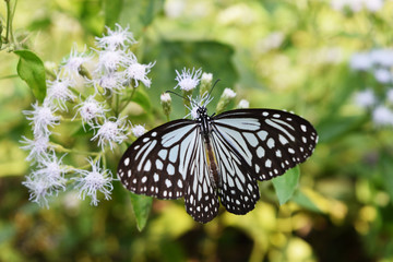 Dark Glassy Tiger (Parantica agleoides) butterfly seeking nectar on Bitter bush or Siam weed blossom in field with natural green background, Patterned blue on black wing of tropical insect , Thailand